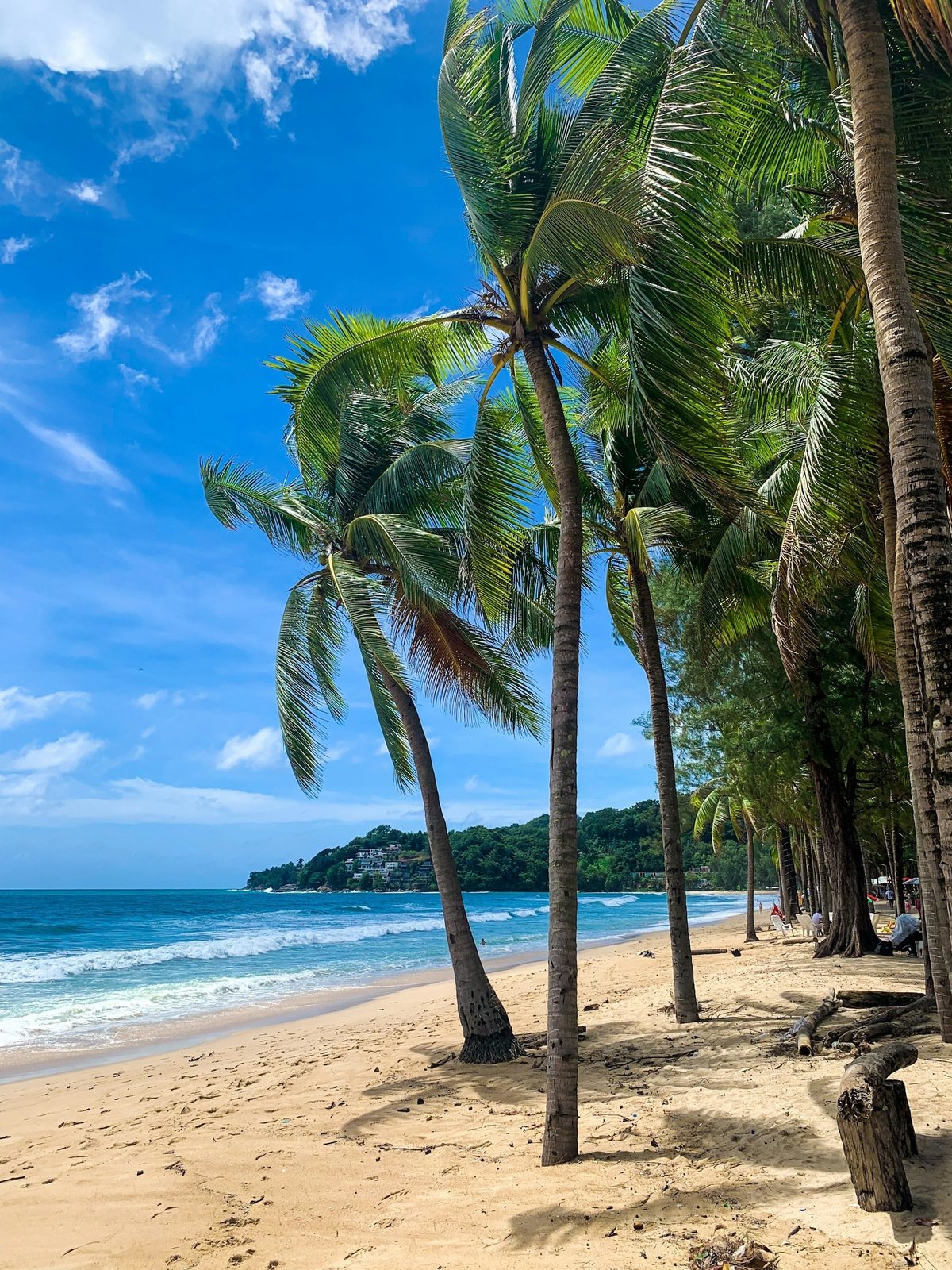 Phuket beach with palm trees